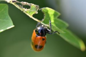 Fliegengitter mit Rahmen