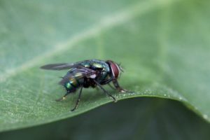 fliegengitter insektenschutzgewebe